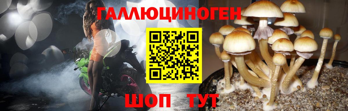 Псилоцибиновые грибы мицелий Лысьва